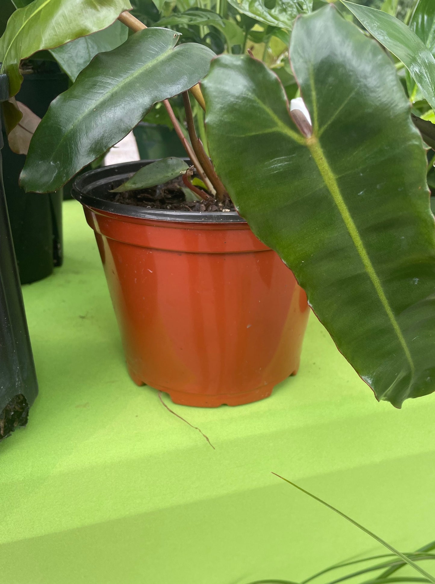 Philodendron 'Billietiae'