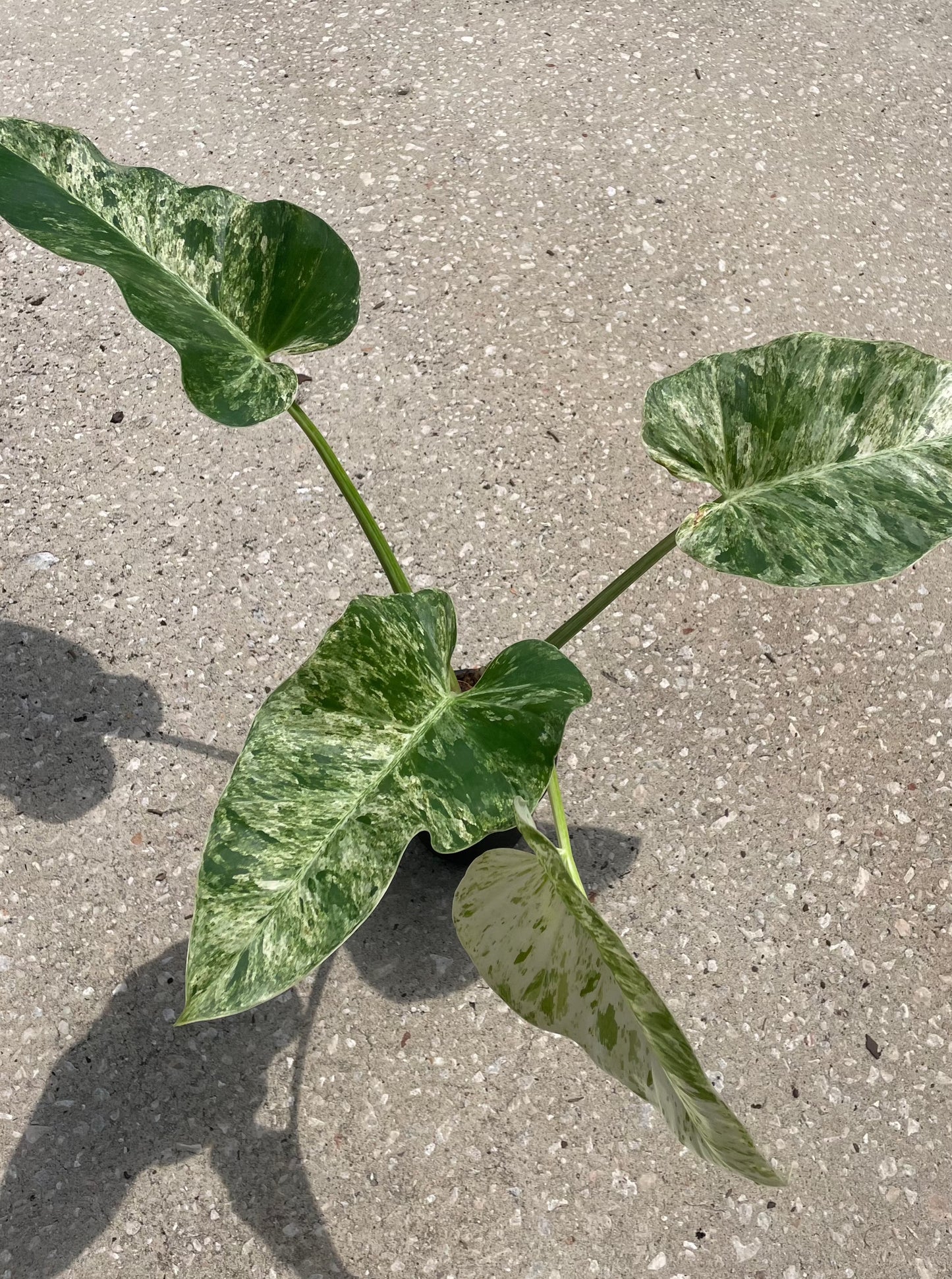 Philodendron 'Giganteum Marble'