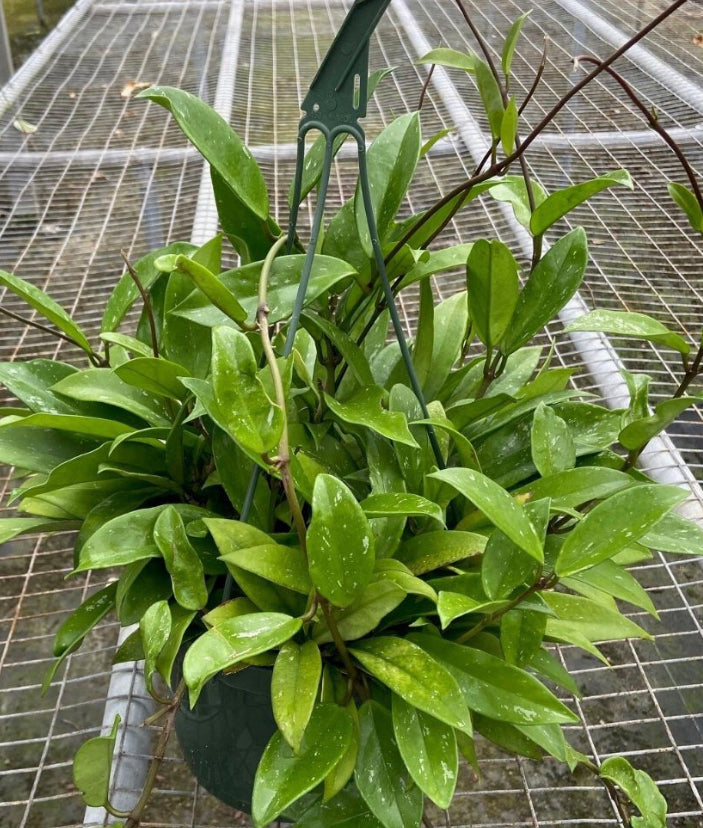 Hoya 'Pubicalyx' - Splash/Speckled