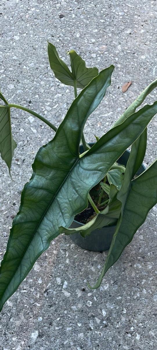 Alocasia 'Dragon’s Breath'