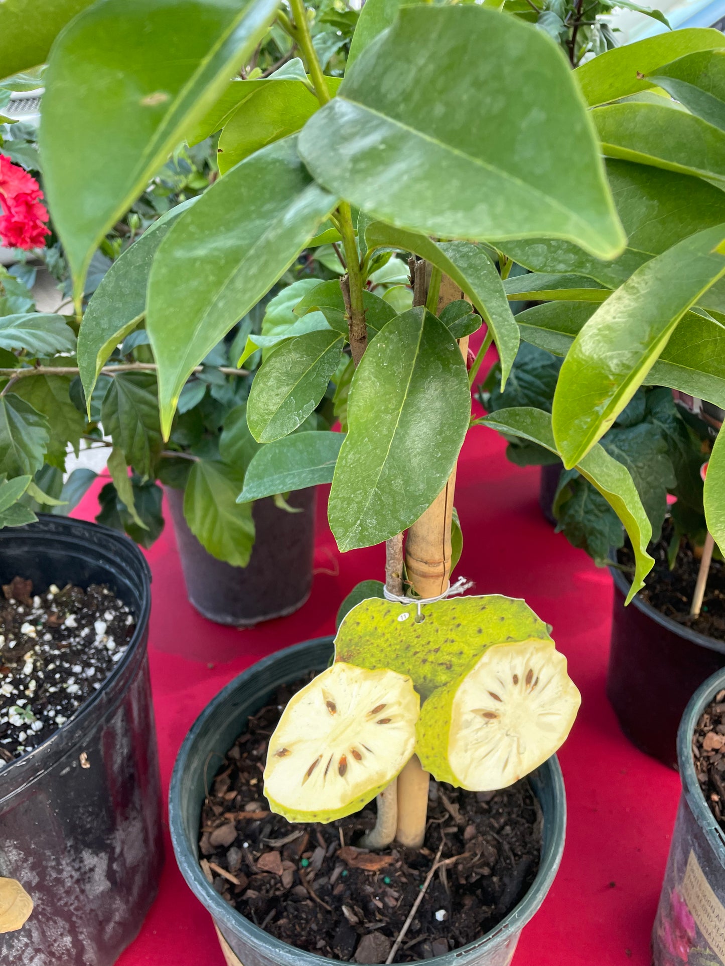 Soursop