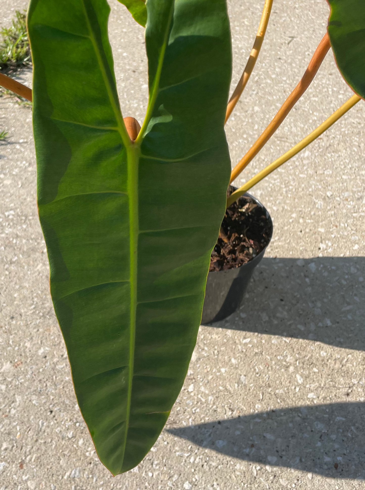 Philodendron 'Billietiae'