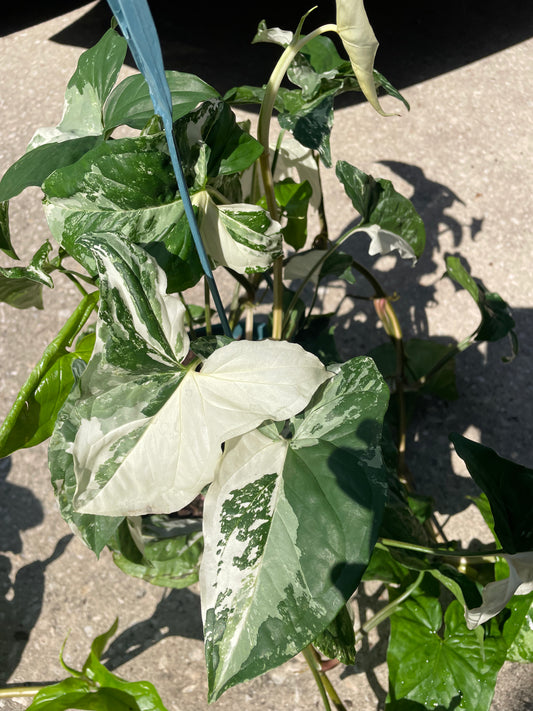 Syngonium Albo Variegata