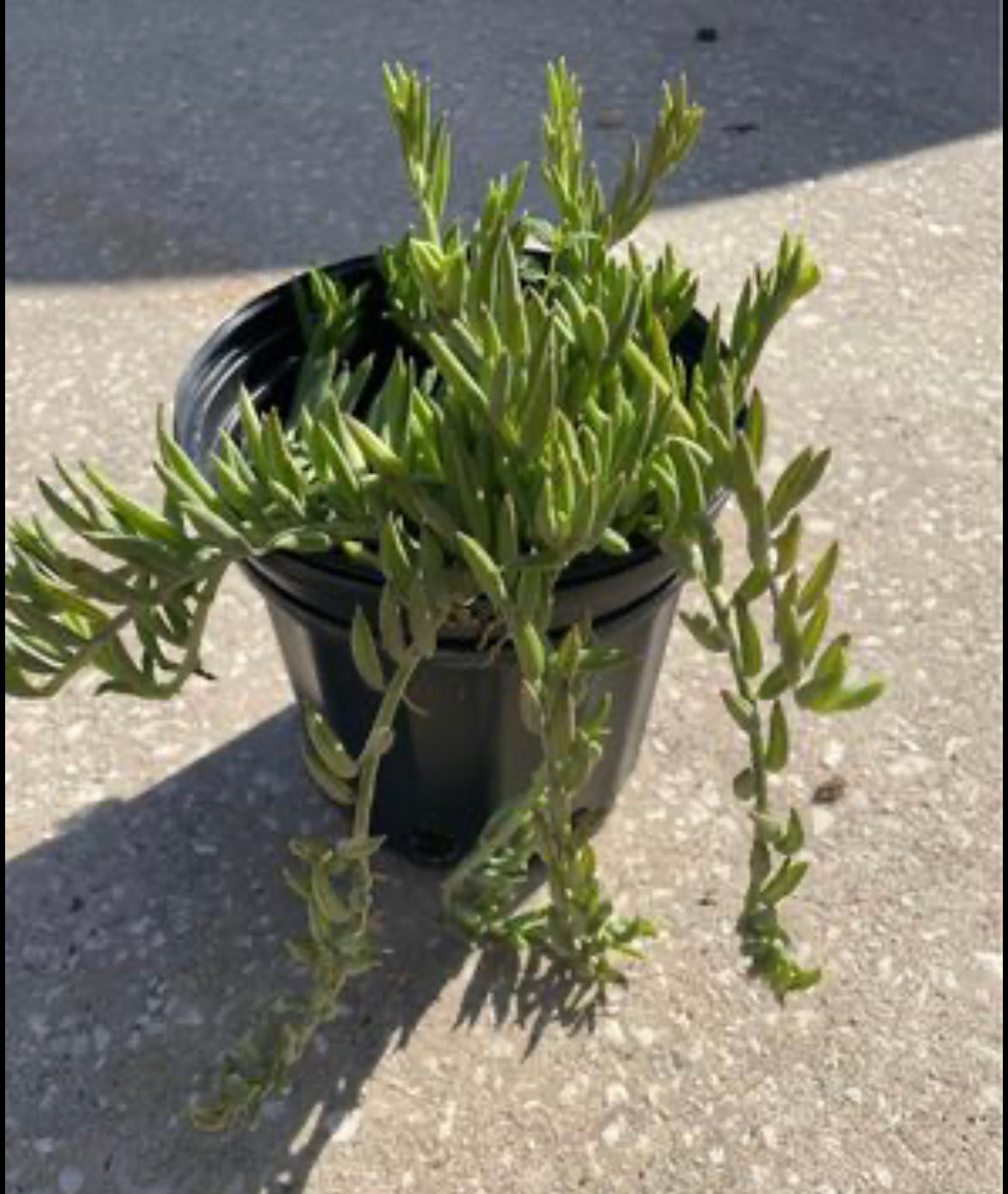 Senecio "Fish Hooks"