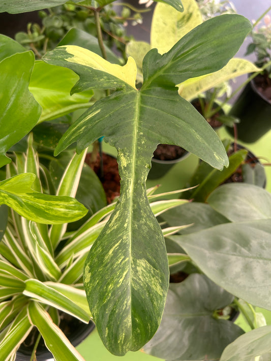 Philodendron 'Florida Beauty'