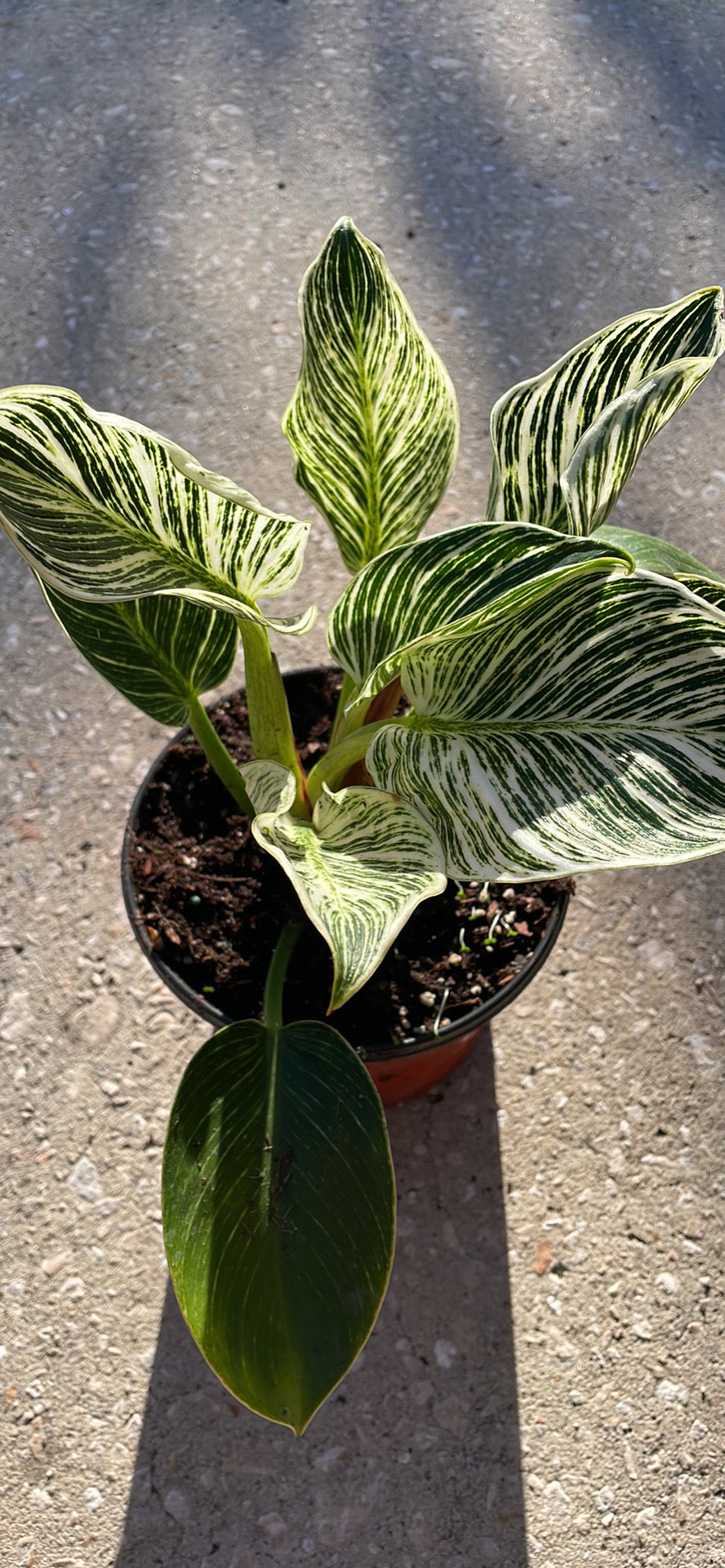 Philodendron 'Birkin'