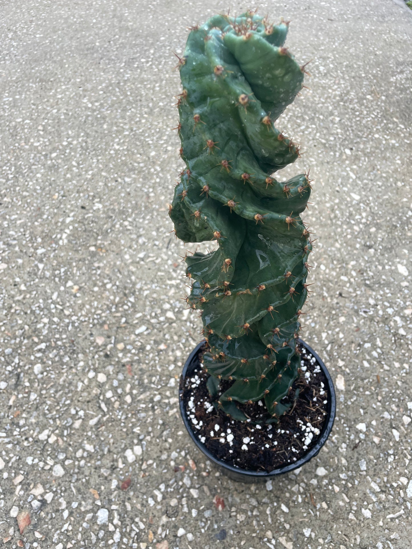 Cereus Forbesii 'Spiral Cactus'