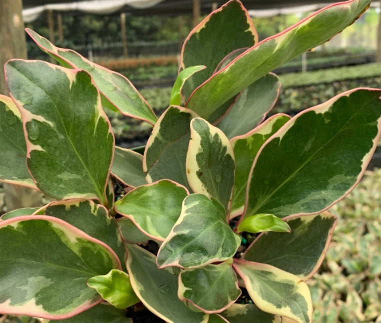 Peperomia 'Ginny'
