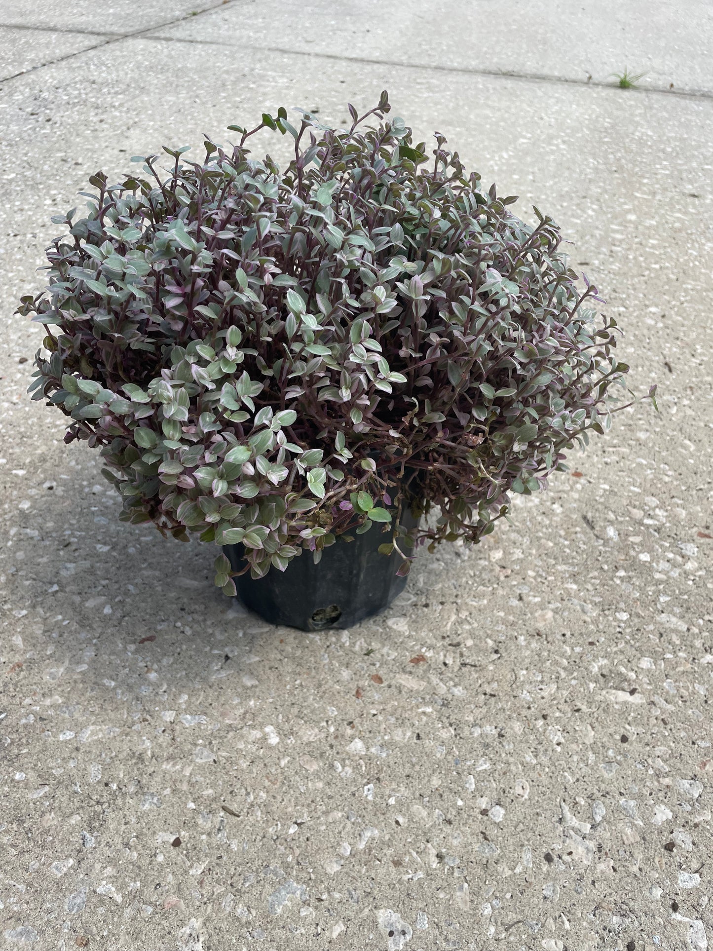 Tradescantia Pink Panther