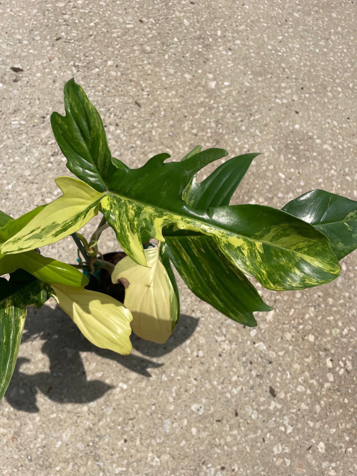 Philodendron 'Florida Beauty'