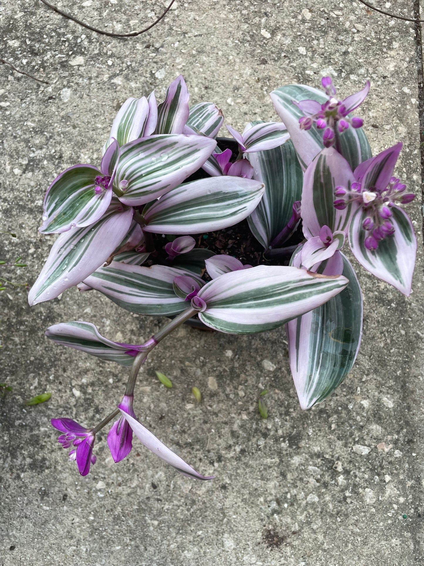 Tradescantia Nanouk