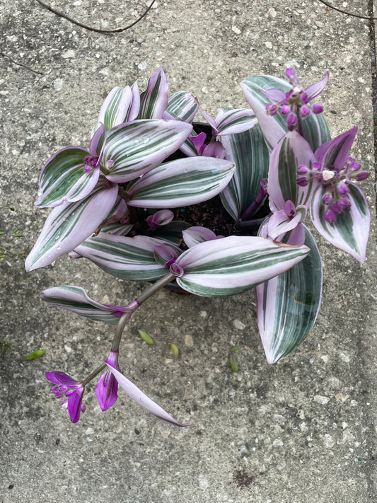 Tradescantia Nanouk