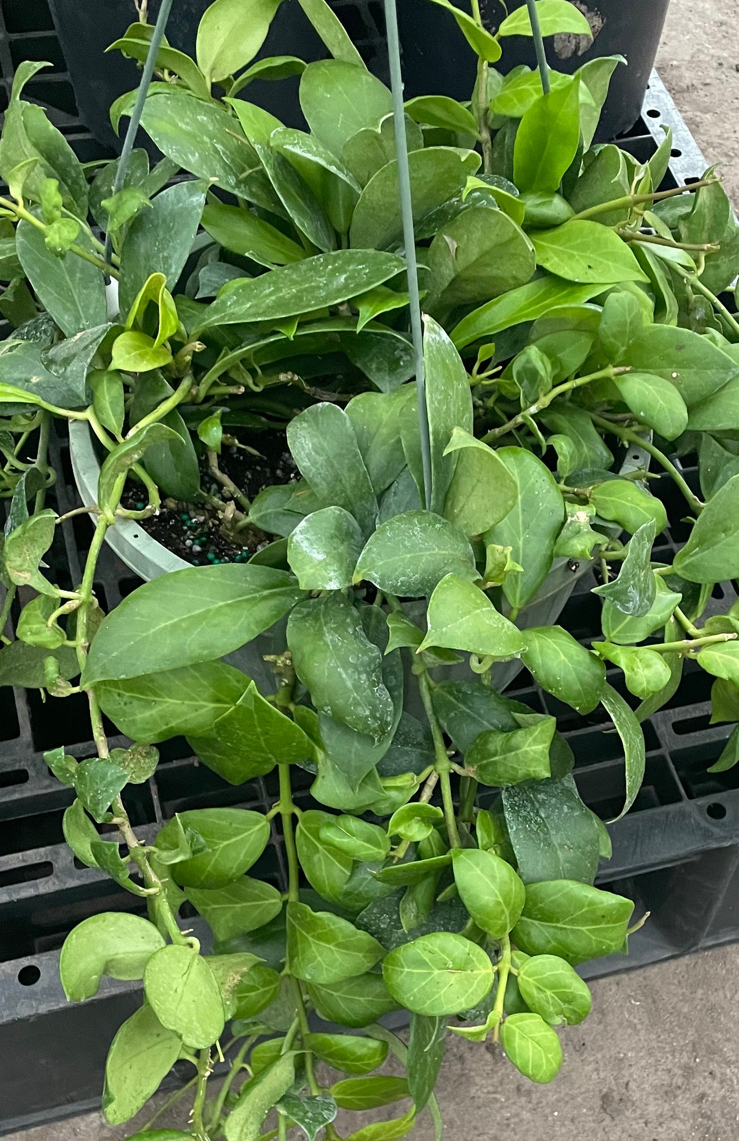 Hoya 'Obscura'
