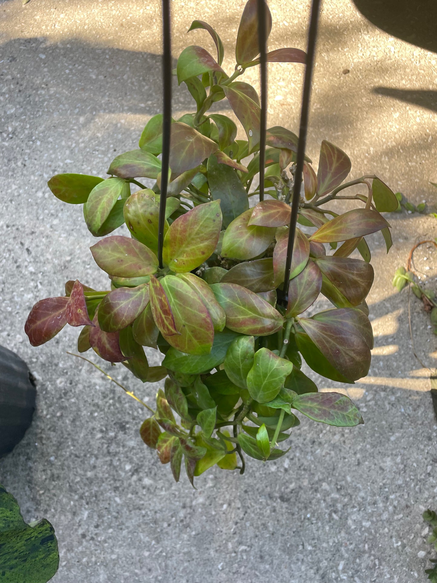 Hoya 'Obscura'