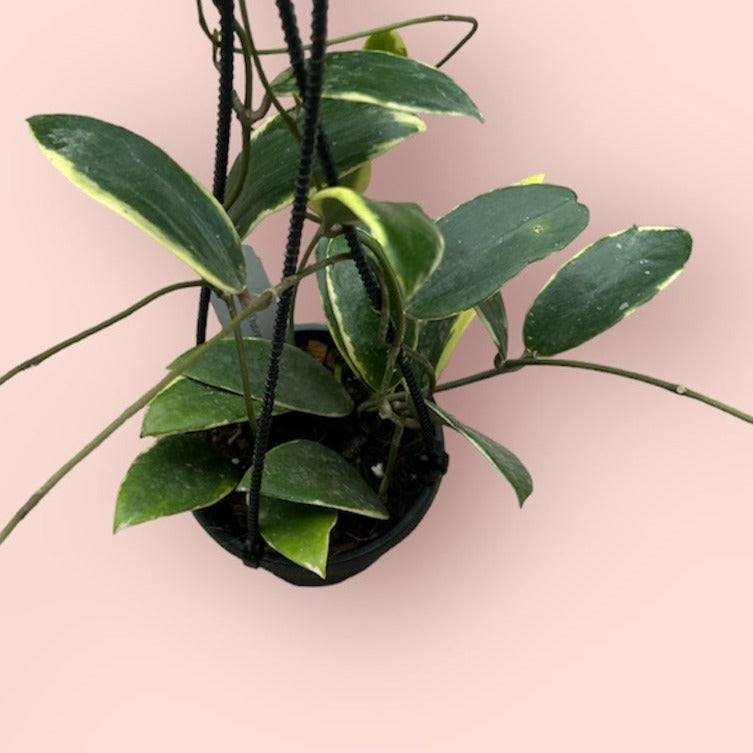Hoya Acuta (Outer Variegated)