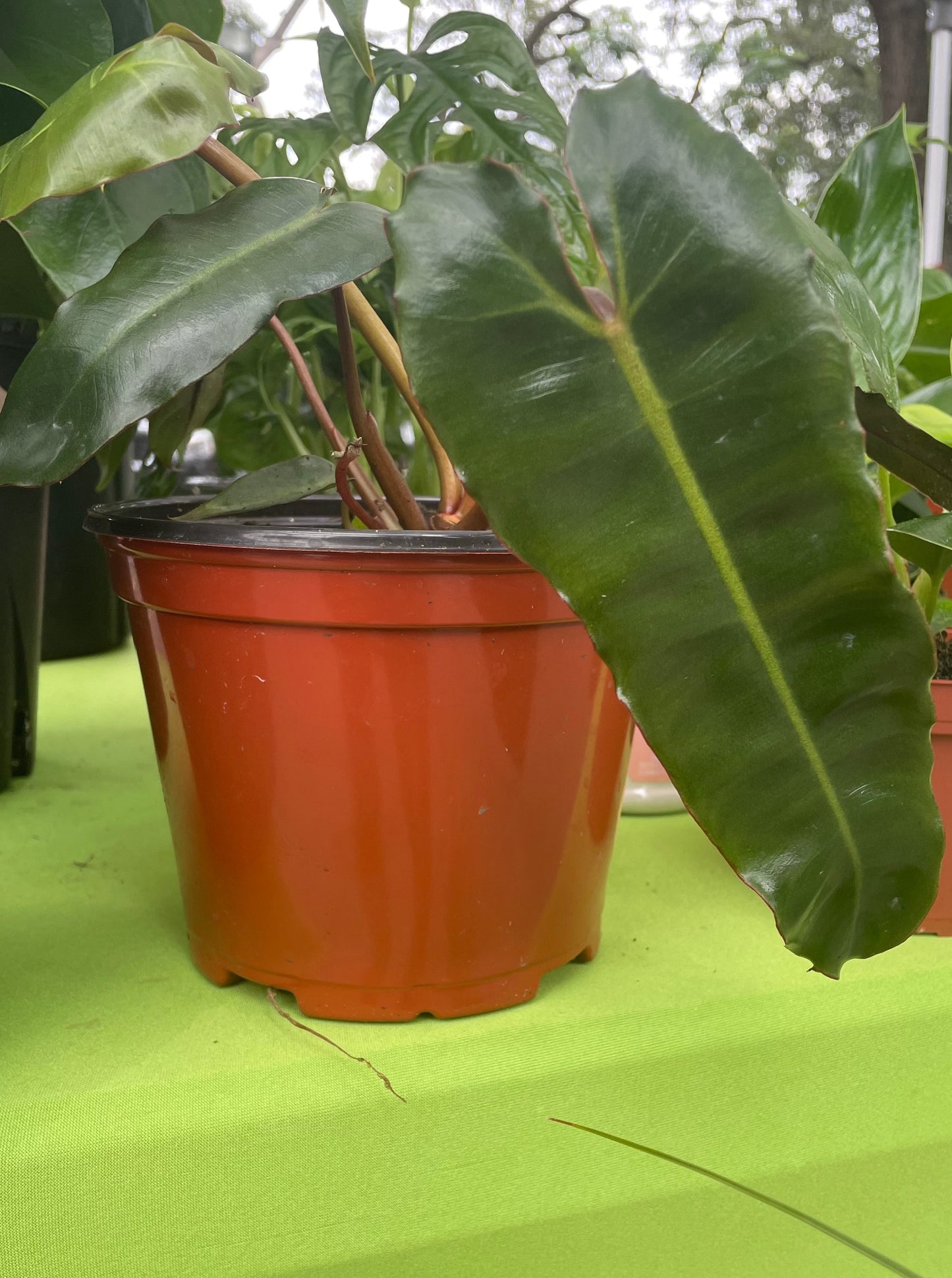 Philodendron 'Billietiae'