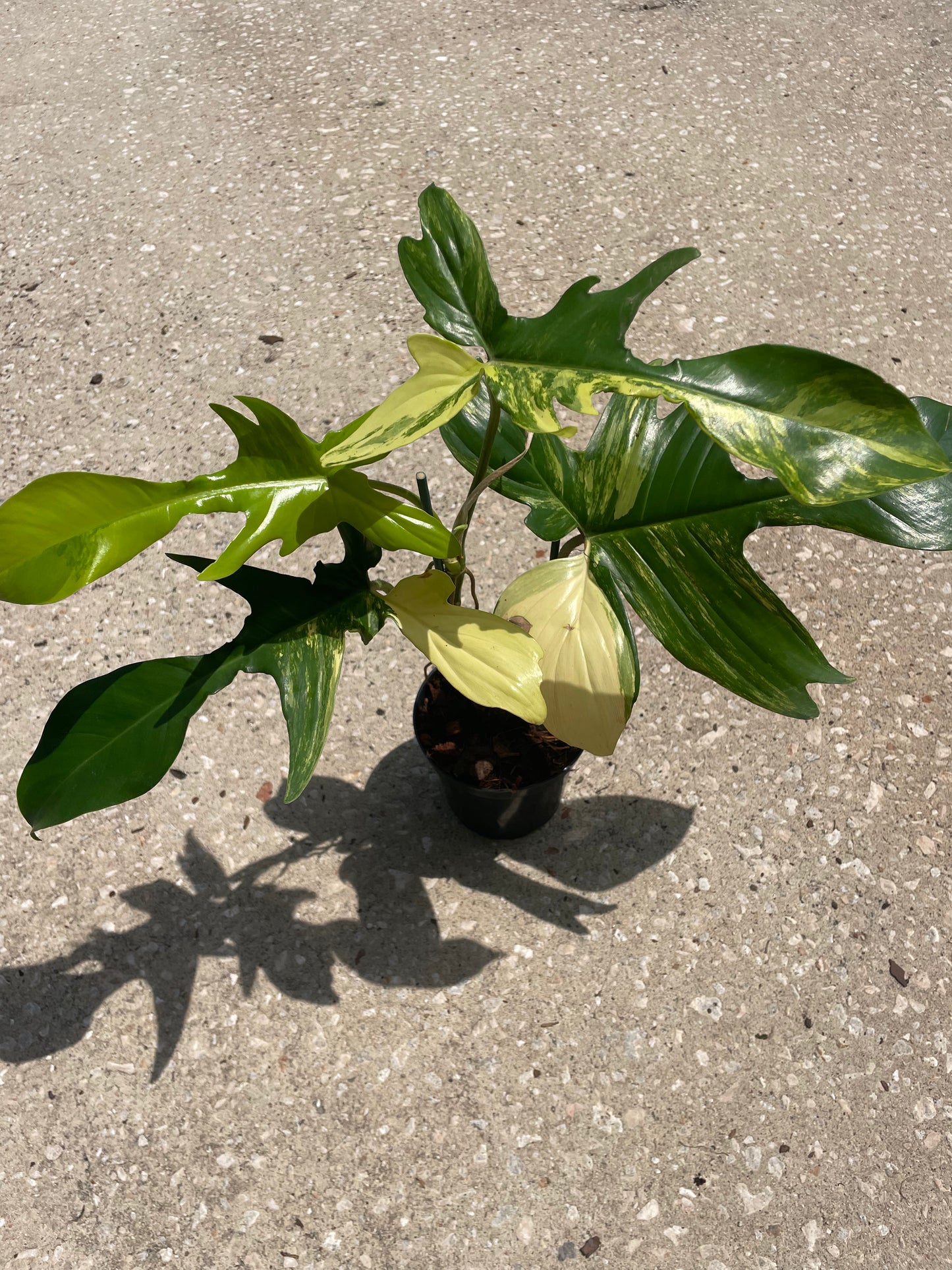 Philodendron 'Florida Beauty'