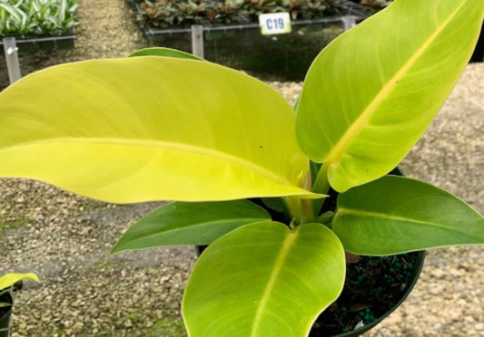 Philodendron 'Moonlight'