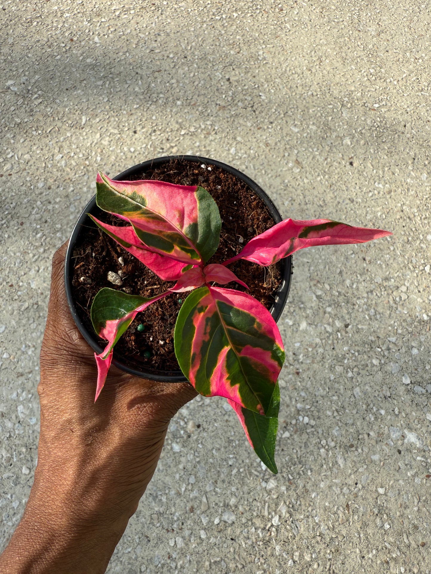 Alternanthera ficoidea 'Party Time'