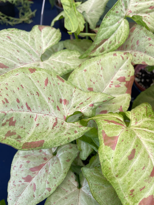 Syngonium 'Confetti'