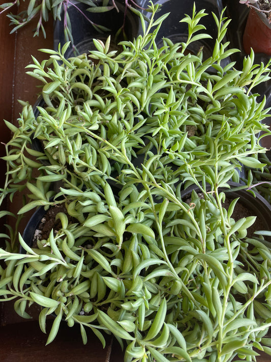 Senecio Radicans 'String of Bananas'