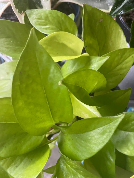 Epipremnum Aureum 'Neon Pothos'
