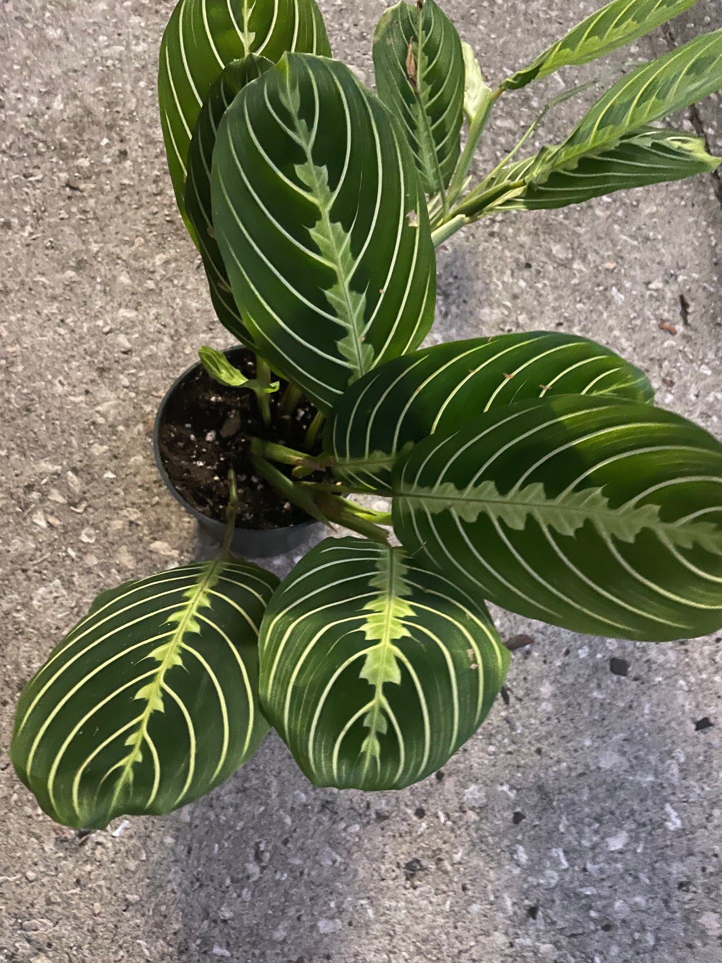 Maranta Leuconeura 'Lemon Lime'
