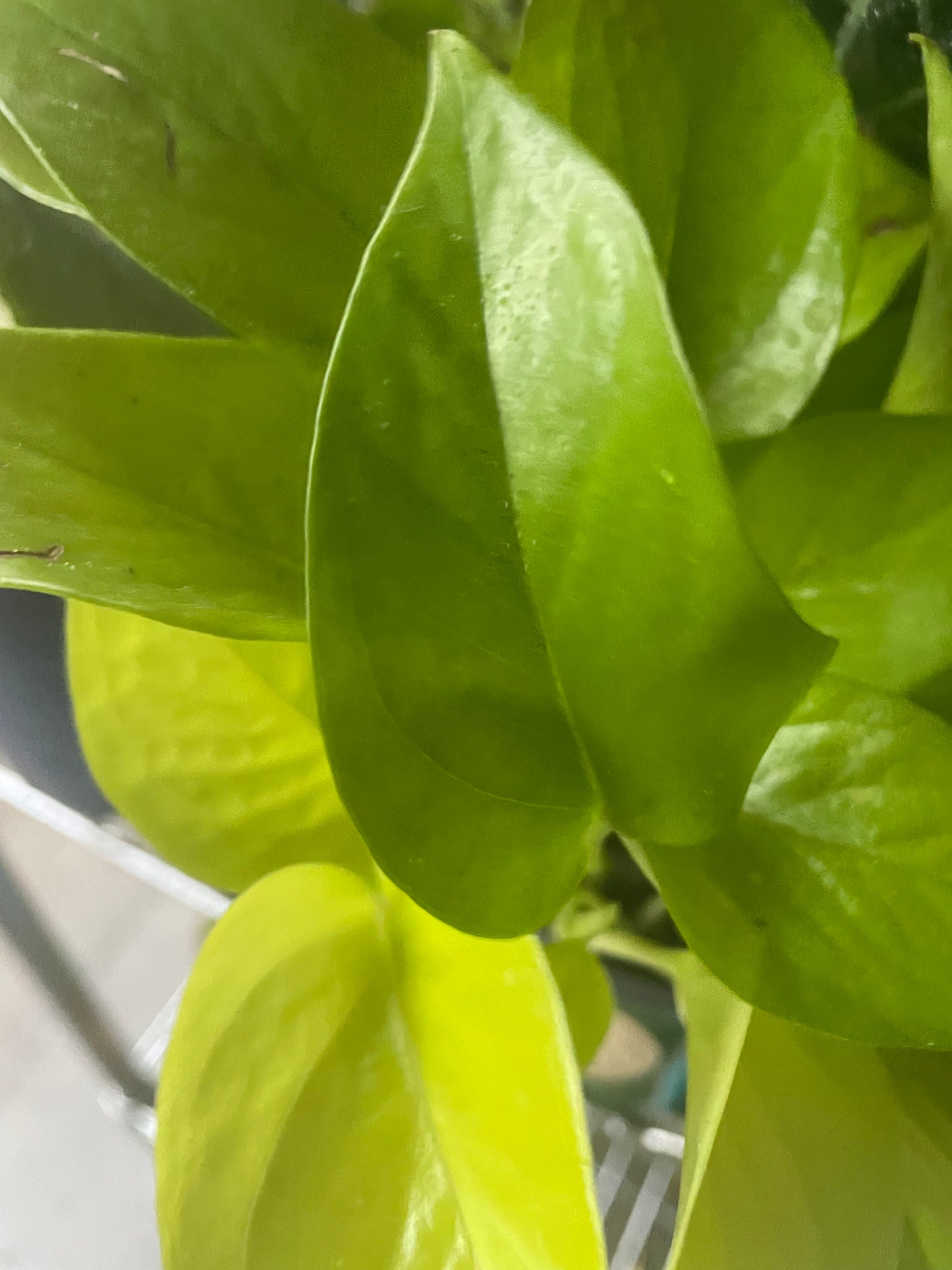 Epipremnum Aureum 'Neon Pothos'
