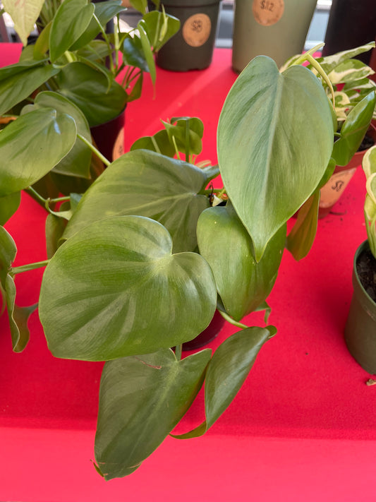 Philodendron Cordatum 'Heartleaf'