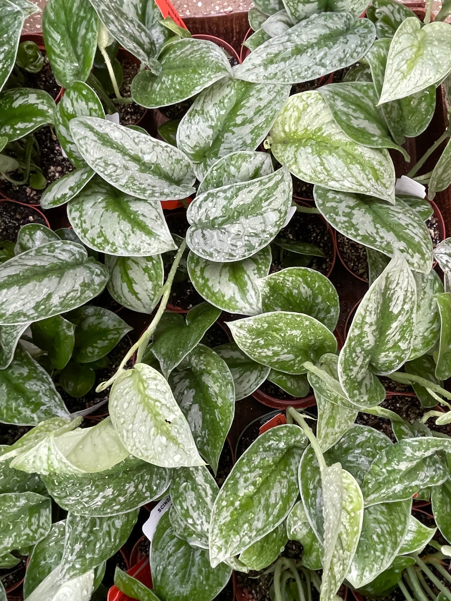 Scindapsus Pictus 'Silver Satin'