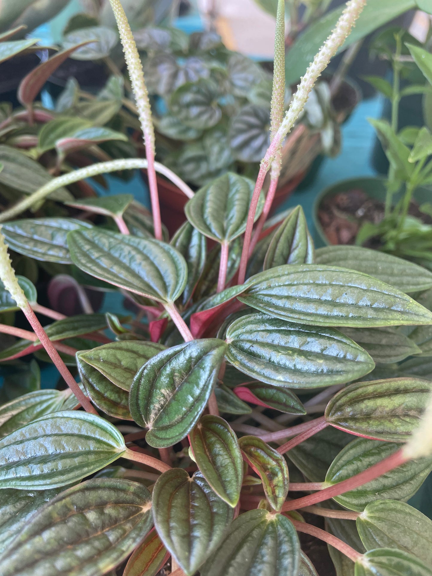 Peperomia 'Rosso'
