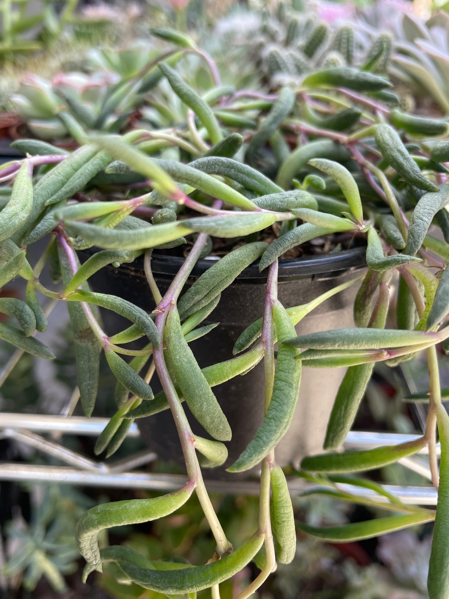 Othonna Capensis 'Ruby Necklace'