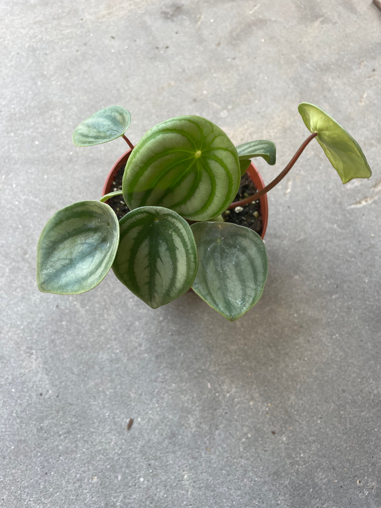Peperomia 'Watermelon'