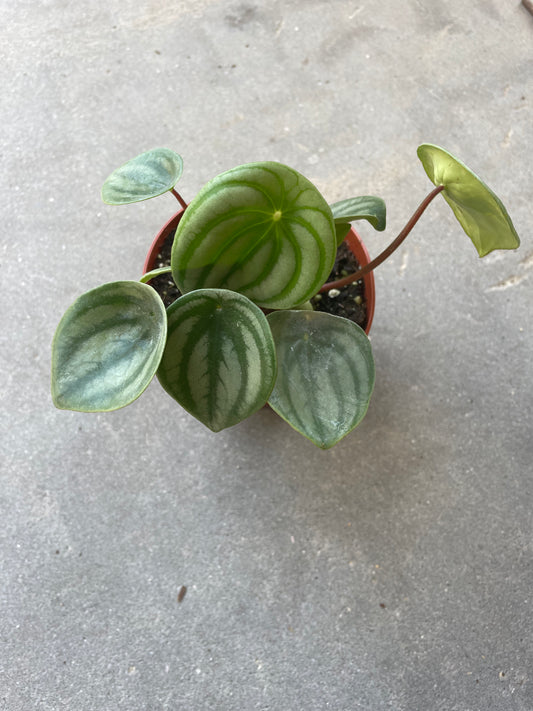 Peperomia 'Watermelon'