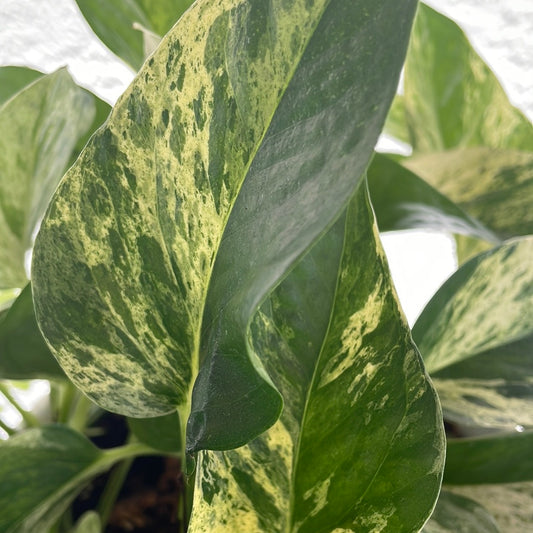 Epipremnum Aureum 'Marble Queen Pothos'
