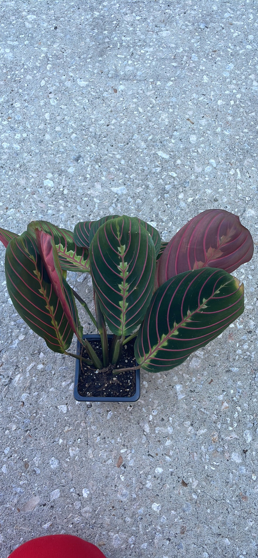 Maranta leuconeura 'Red'