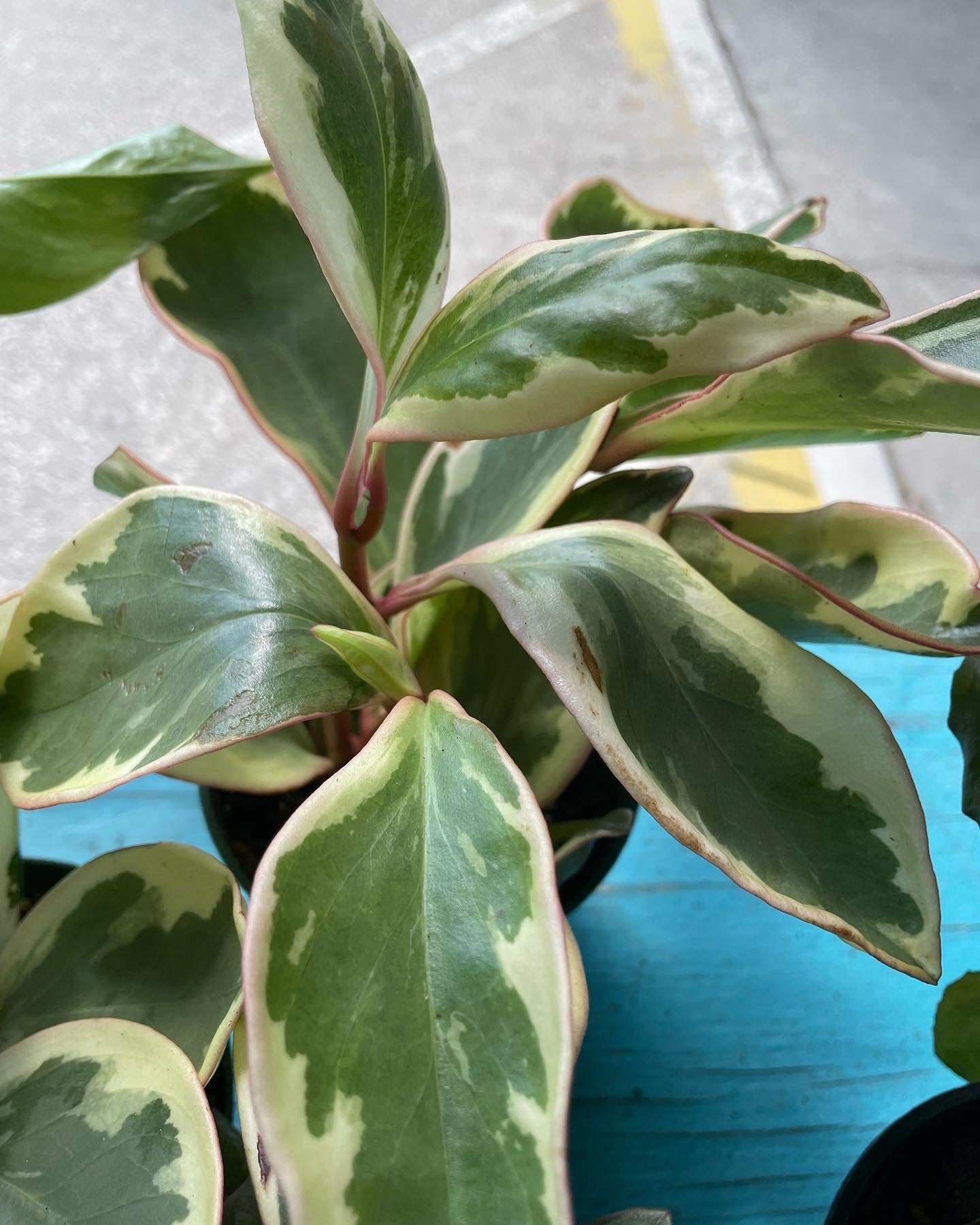 Peperomia 'Ginny'