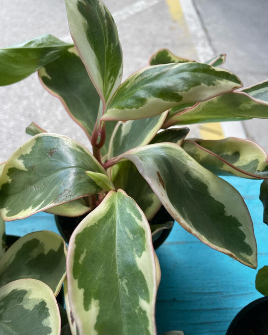 Peperomia 'Ginny'