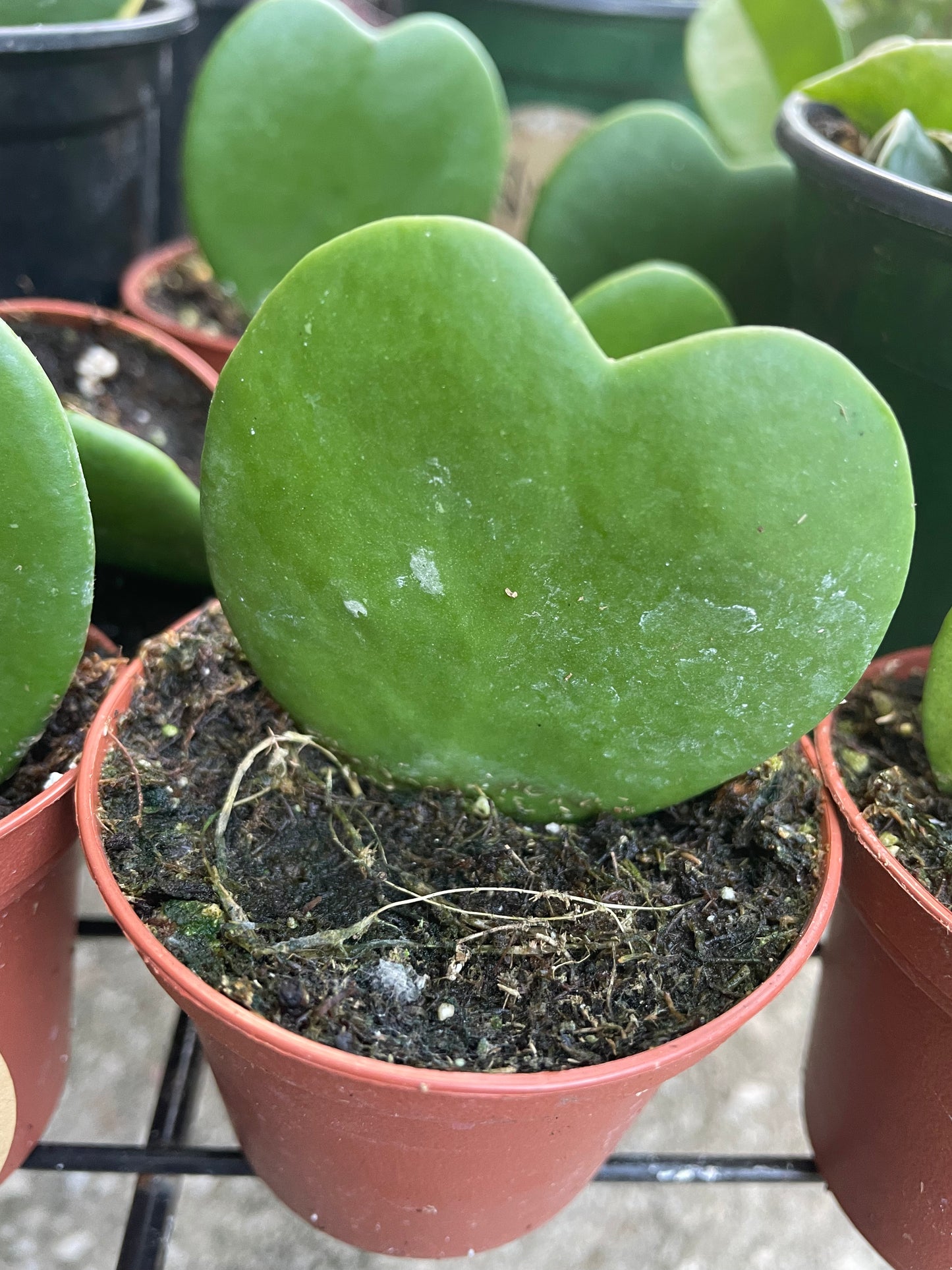 Hoya 'Kerrii'