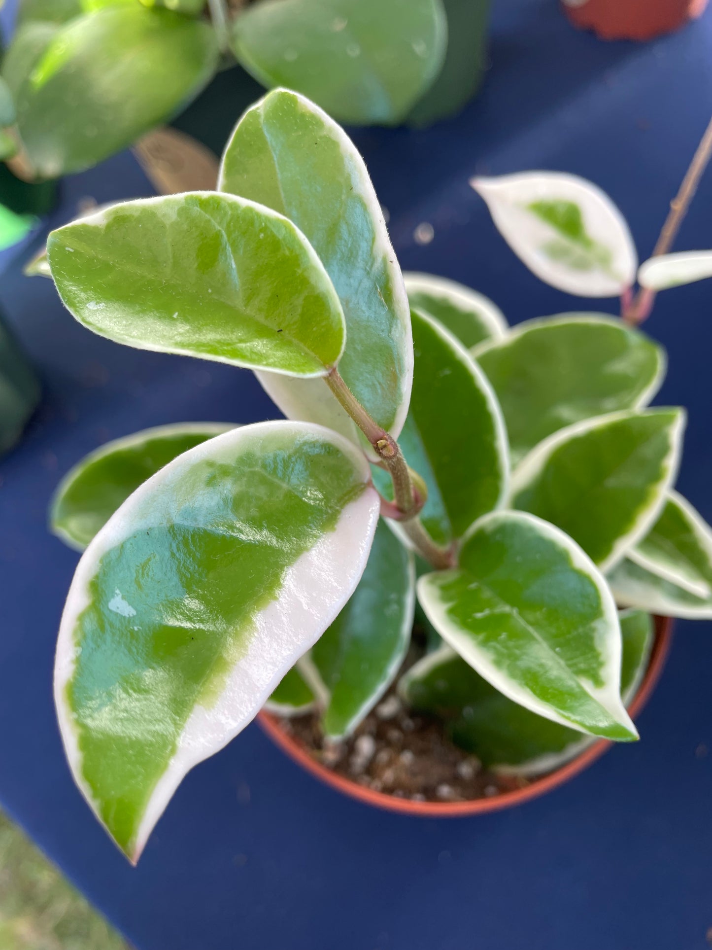 Hoya 'Krimson Queen'