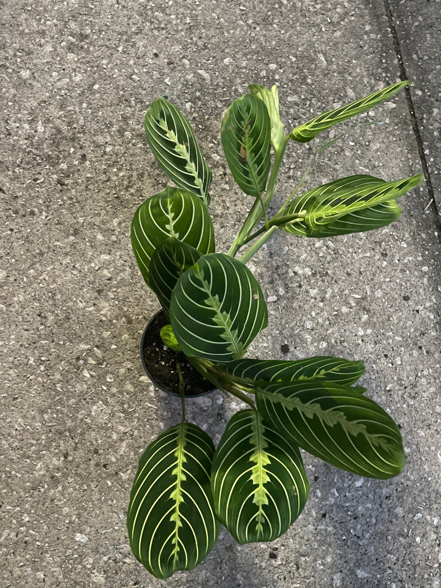Maranta Leuconeura 'Lemon Lime'
