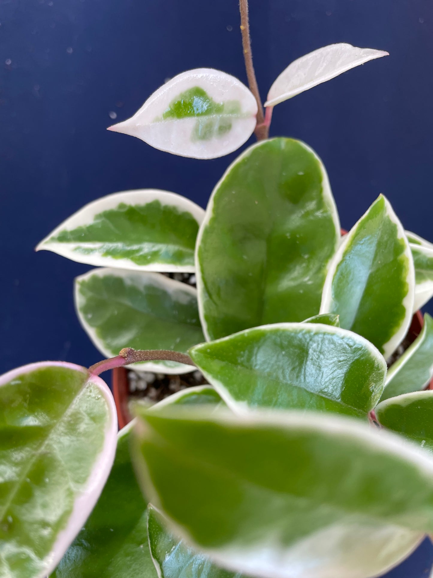 Hoya 'Krimson Queen'