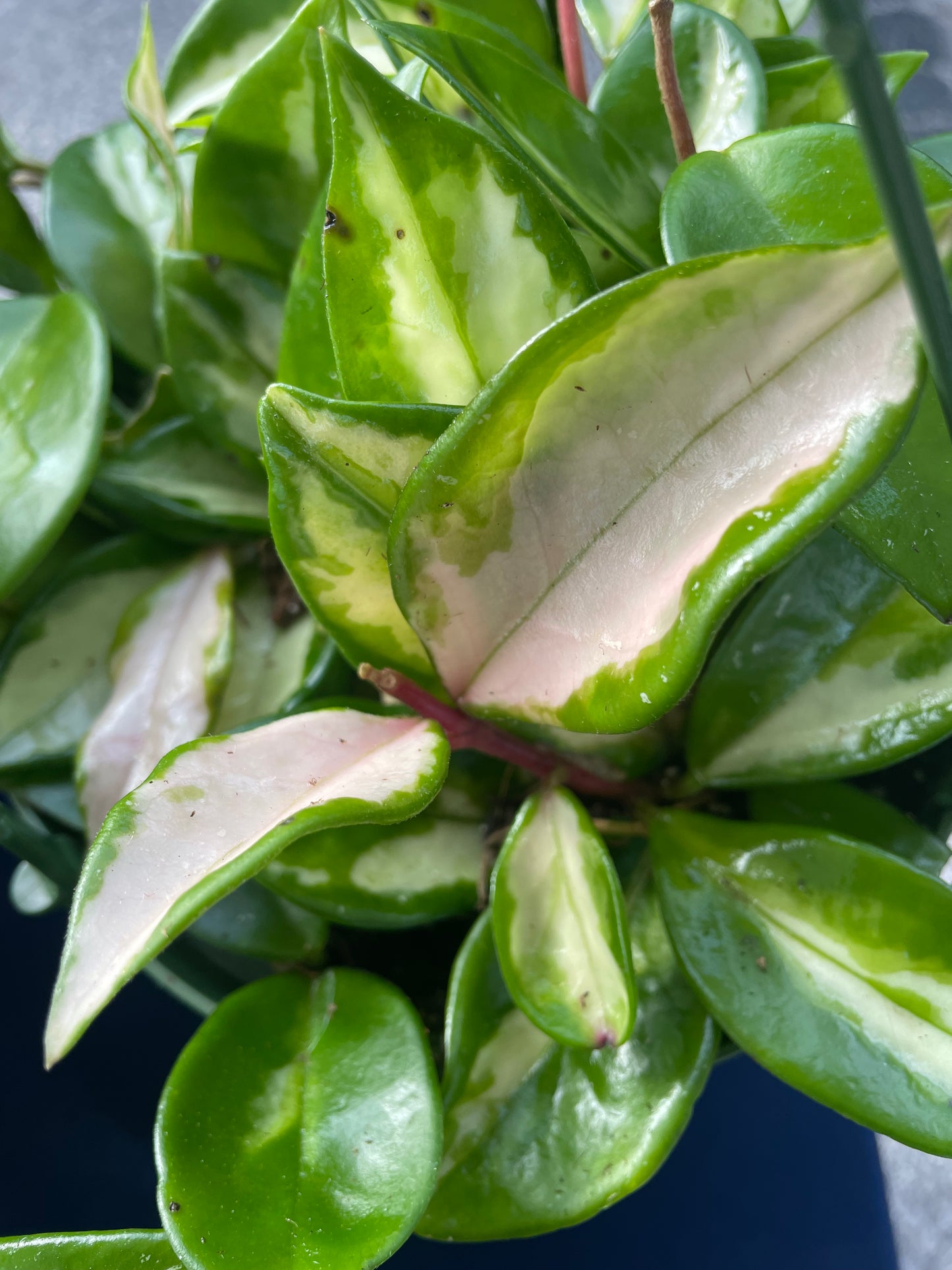 Hoya 'Krimson Princess'