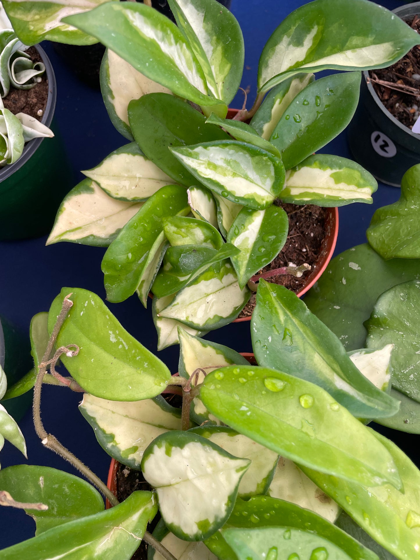 Hoya 'Krimson Princess'