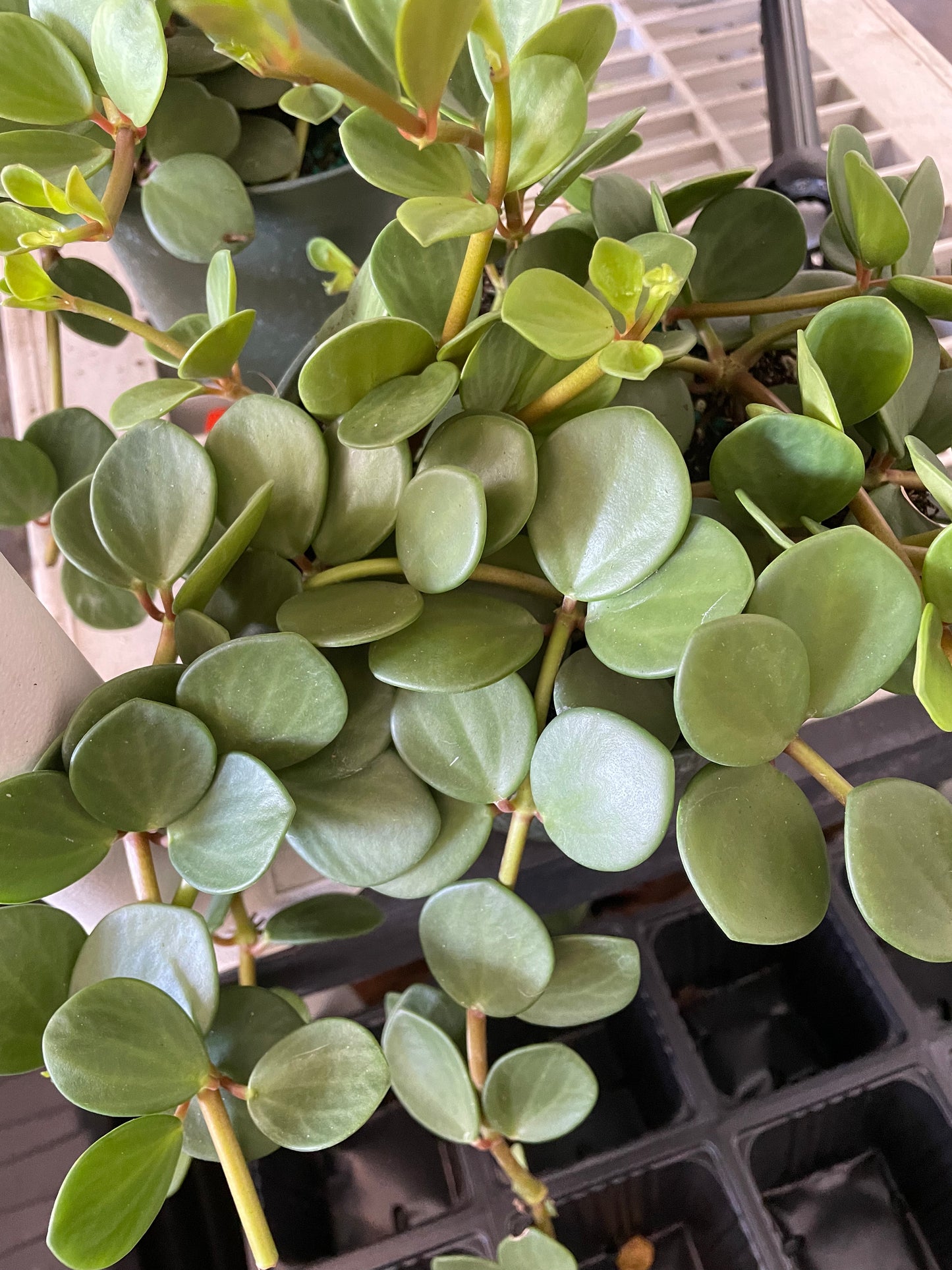 Peperomia 'Hope'