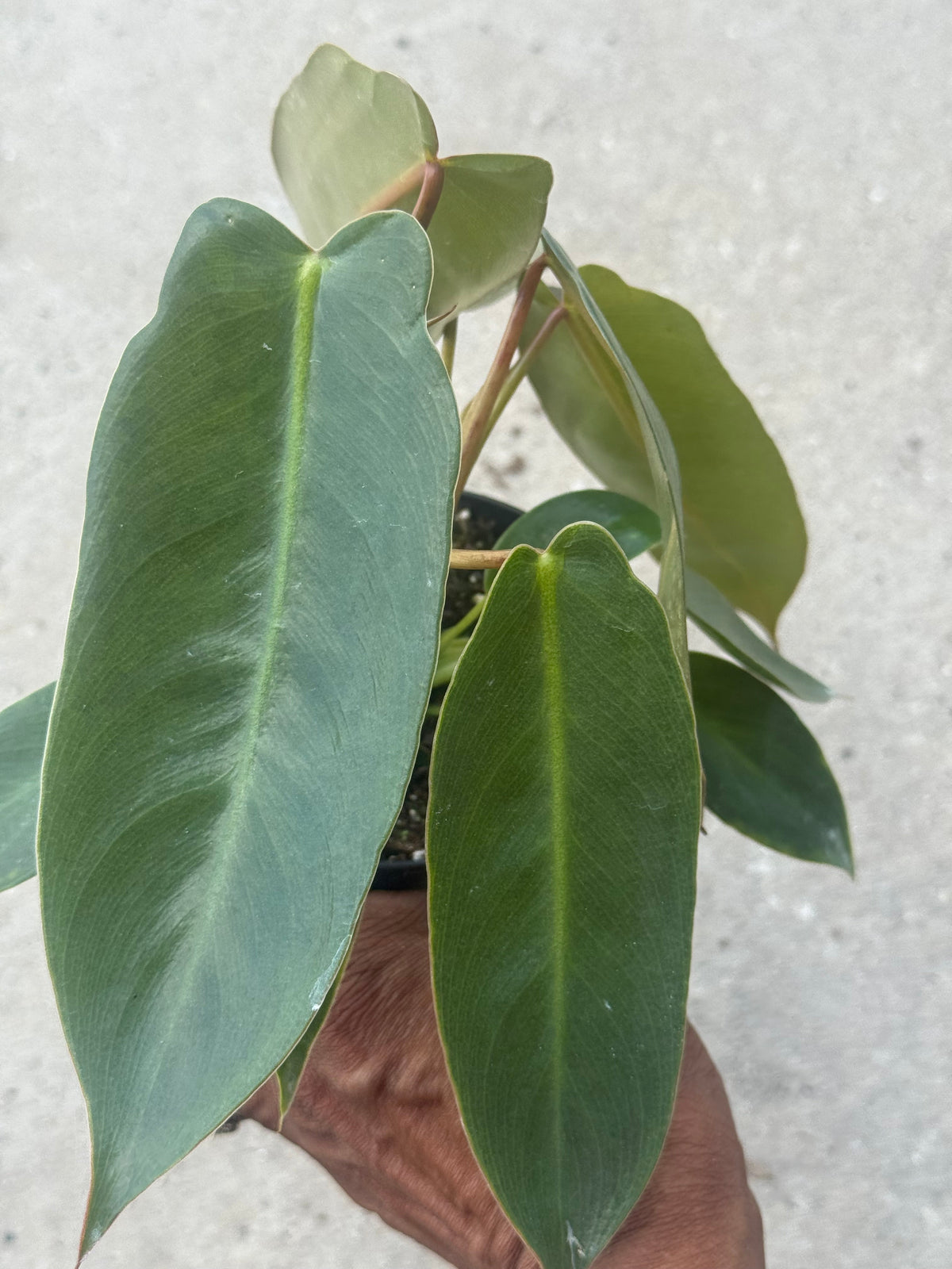 Philodendron