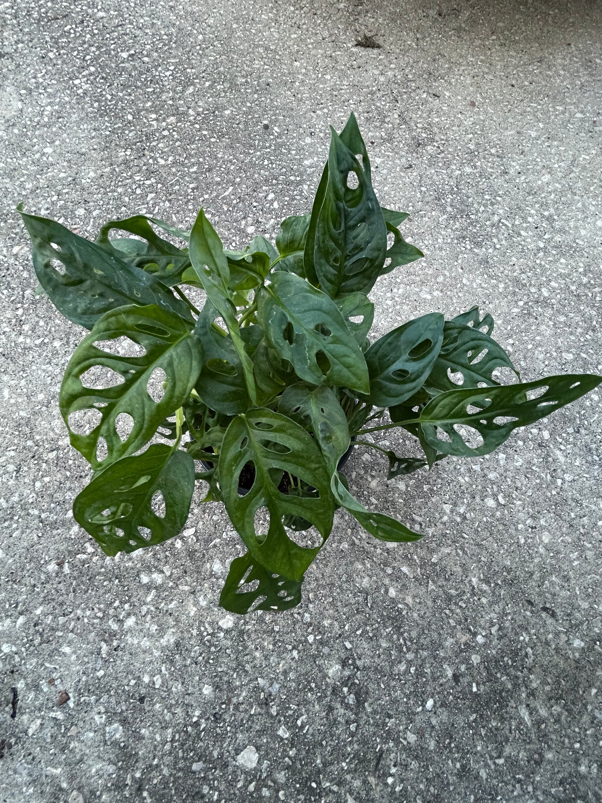Monstera