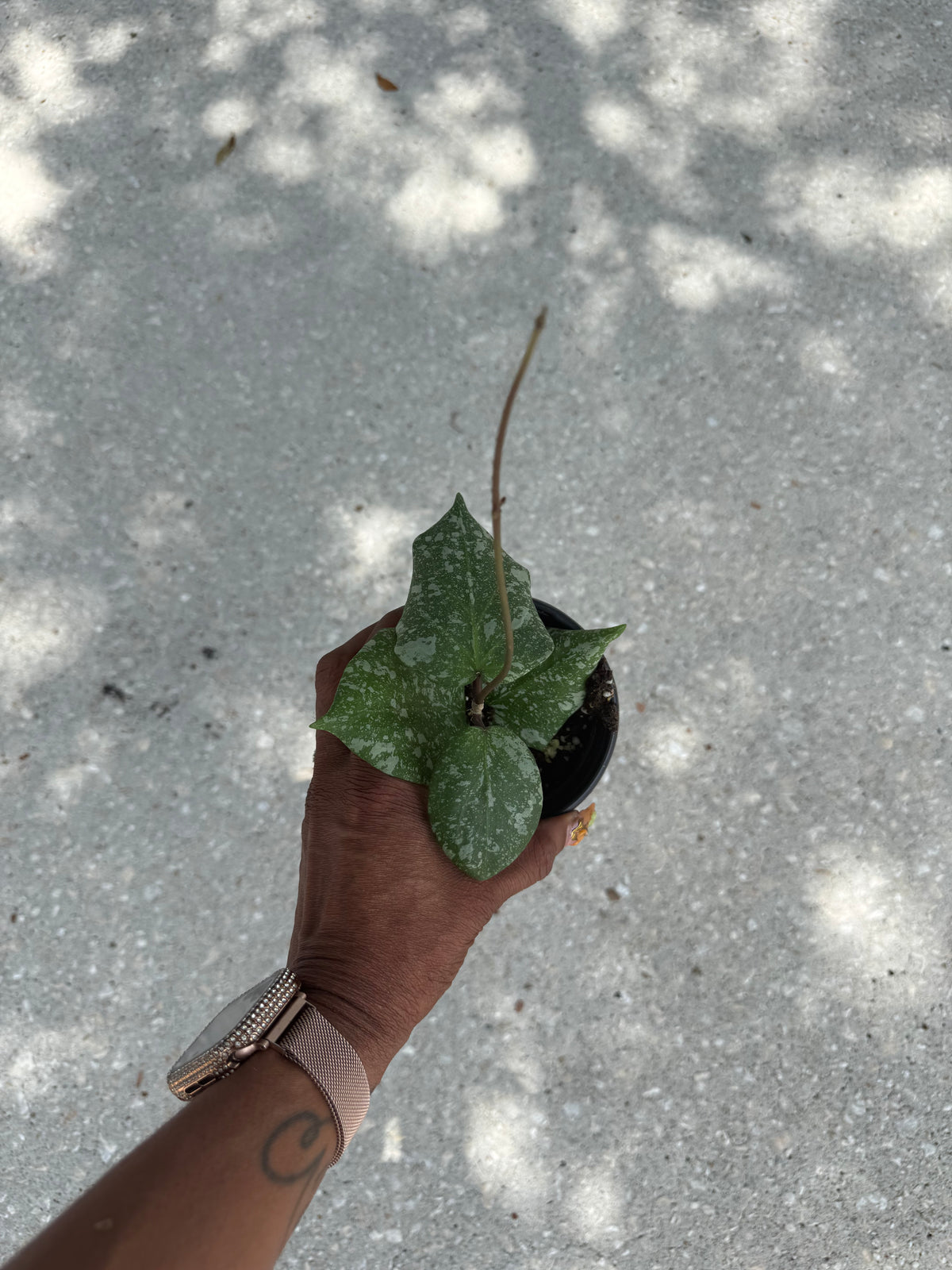 Hoya imbricata x cinnamomifolia