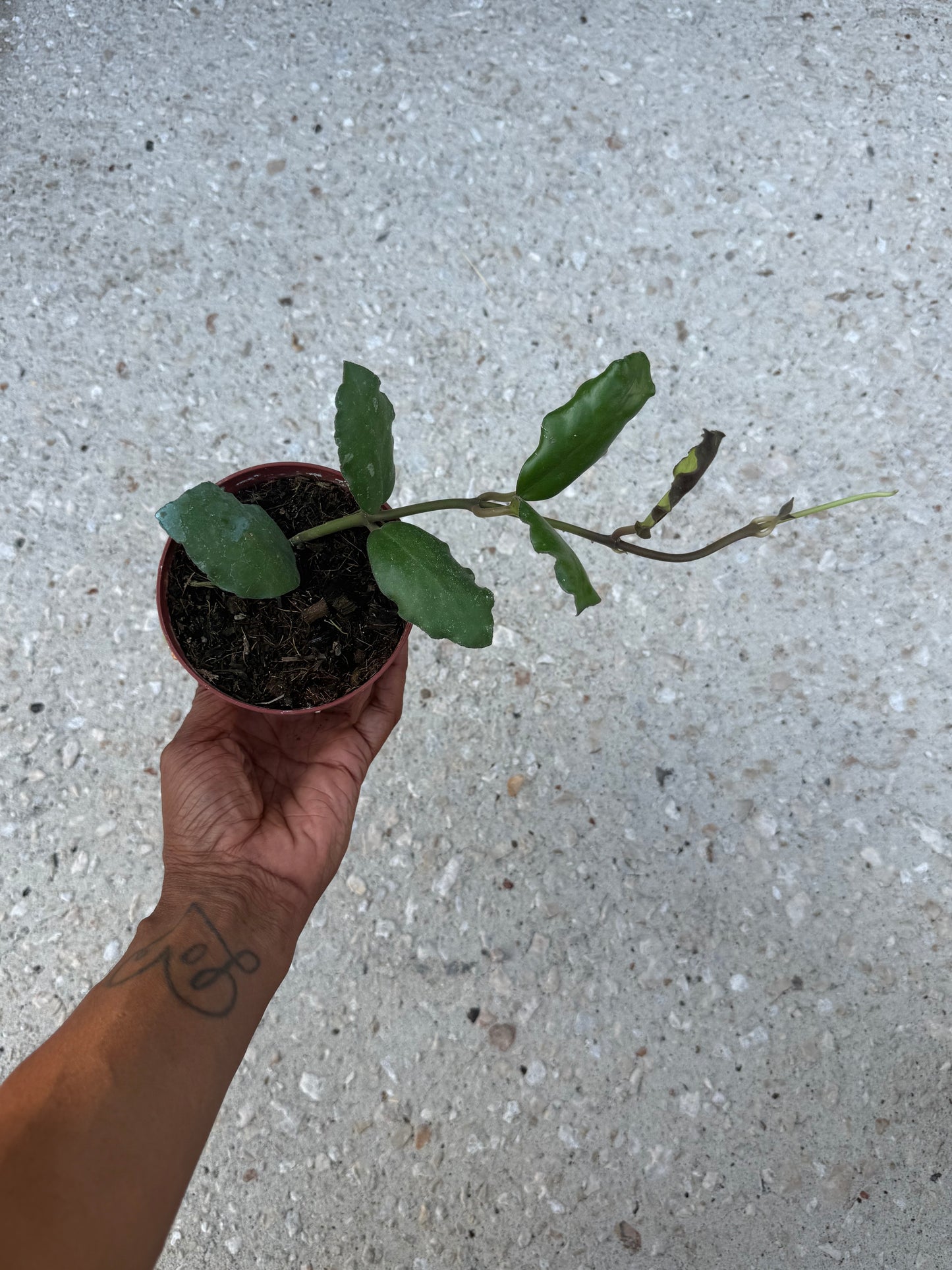 Hoya Waymaniae