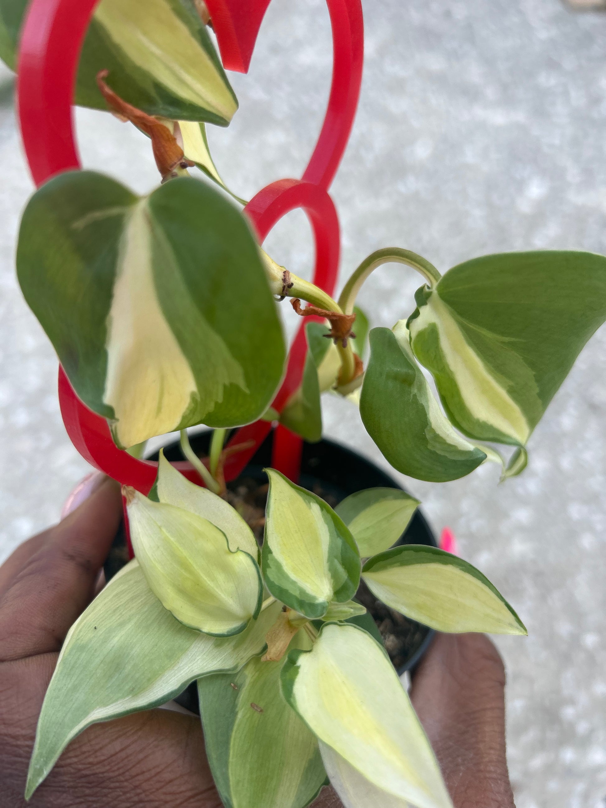philodendron gabby sport Philodendron 'Gabby'